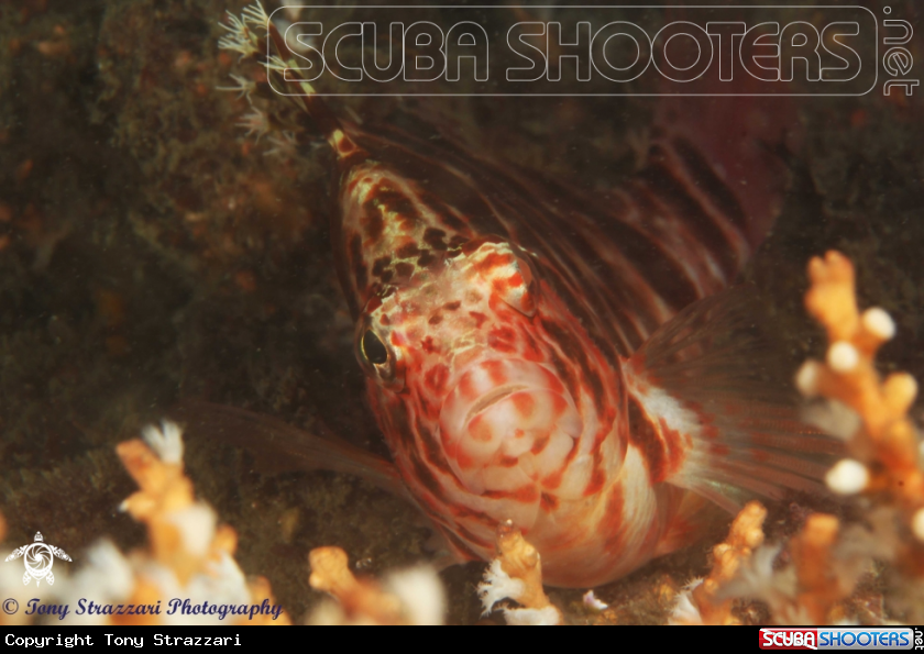 A Blotched Hawkfish