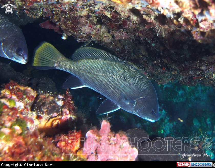 A Corvina