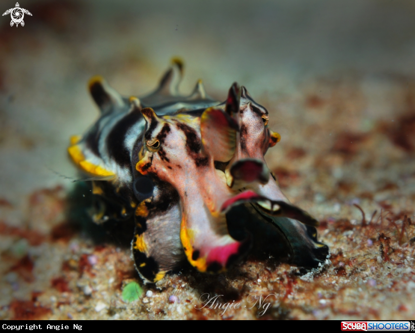 A Cuttlefish 
