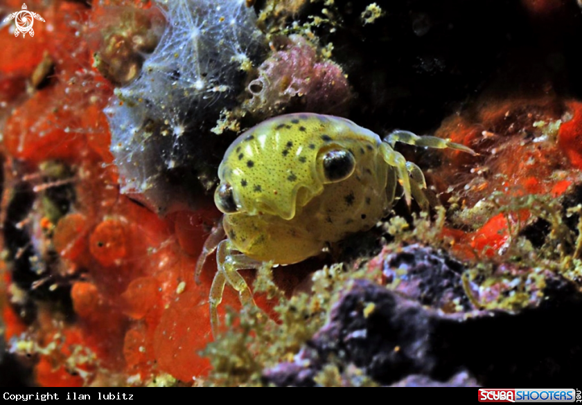 A crab