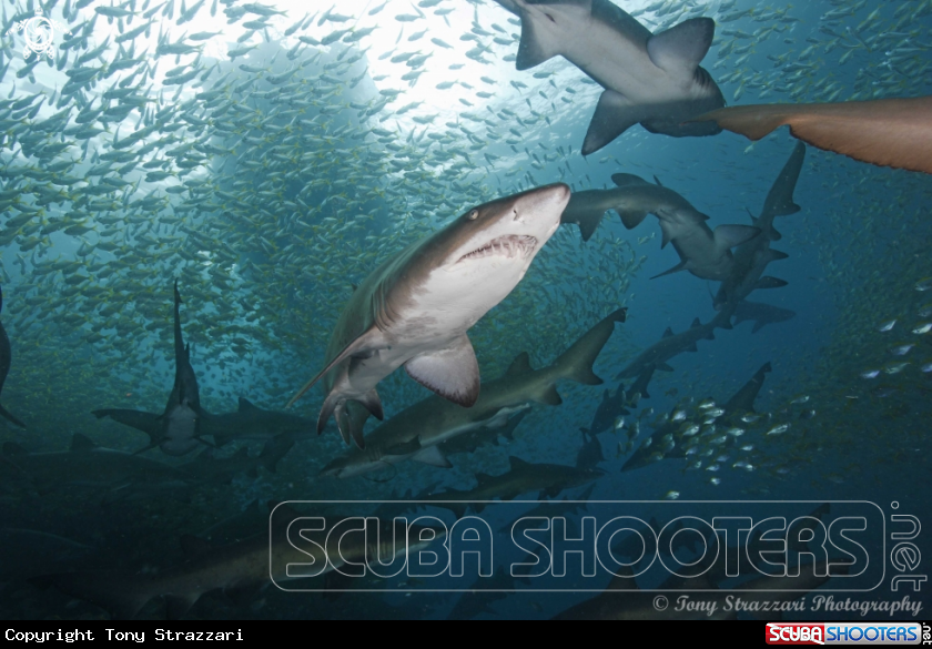 A Grey Nurse Shark (Sand Tiger, Ragged Tooth)