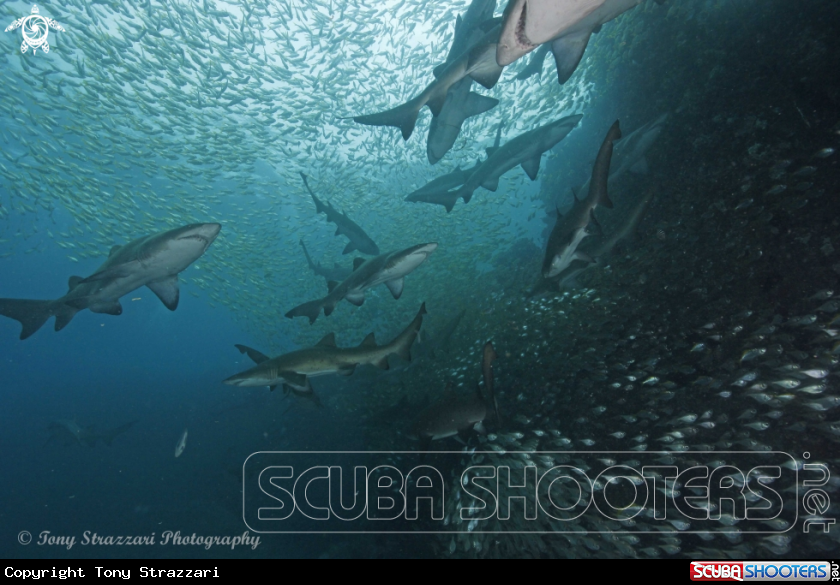 A Grey Nurse Shark (Sand Tiger, Ragged Tooth)