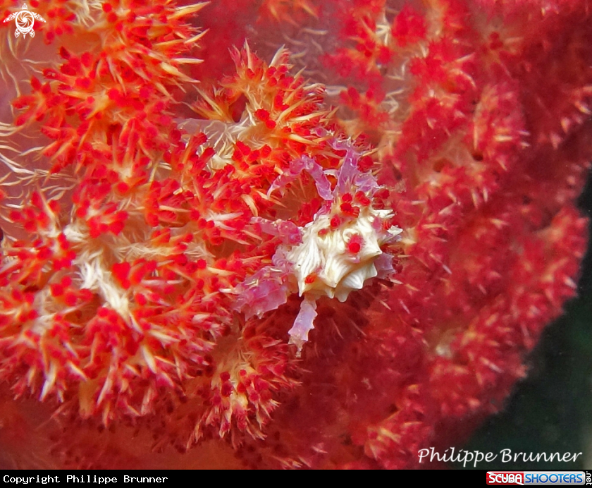 A Candy crab