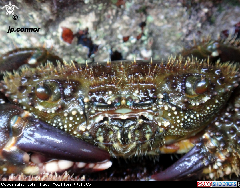 A Crabe