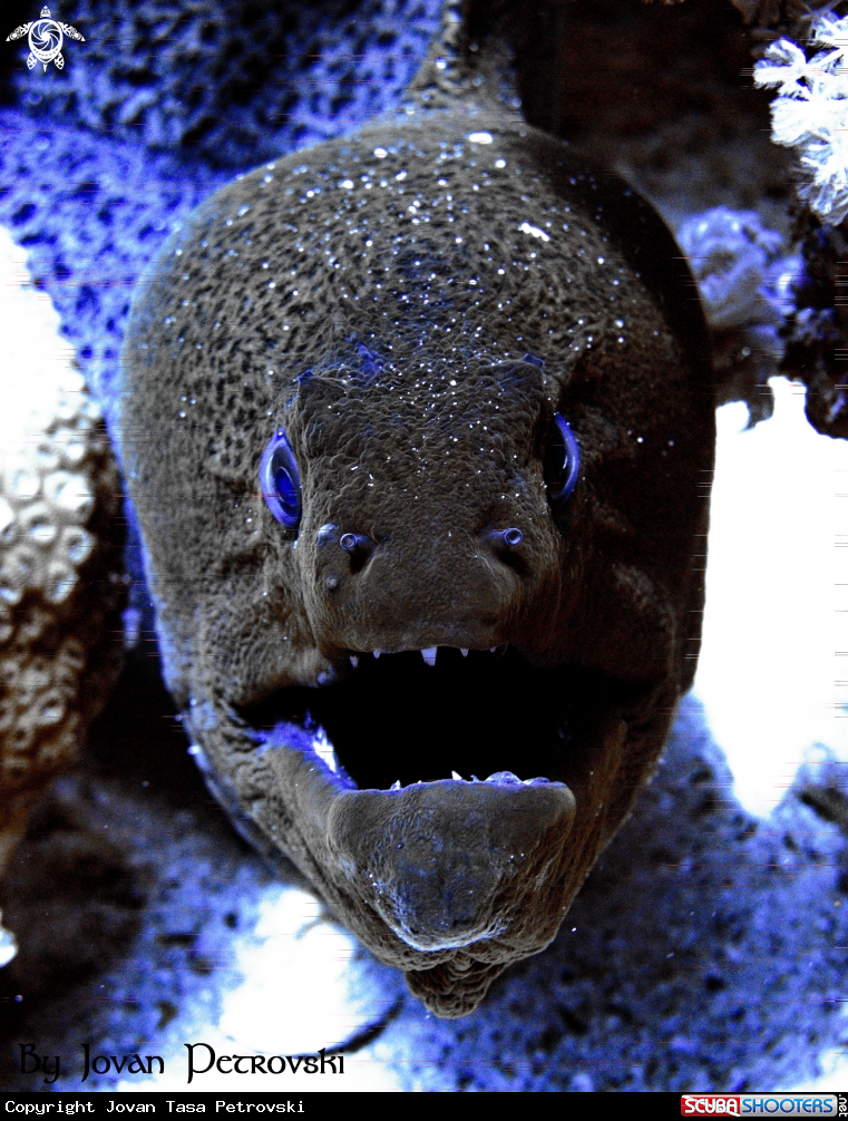A Murina / Moray_eel.