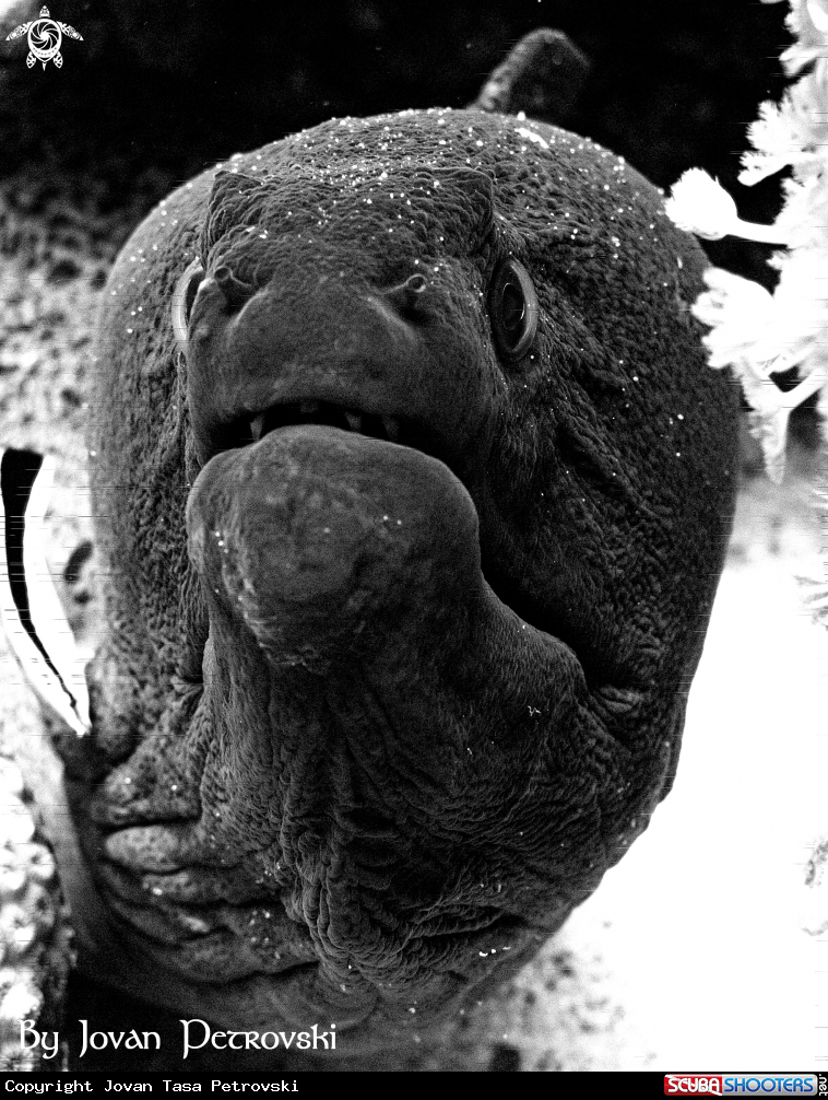 A Murina / Moray_eel.