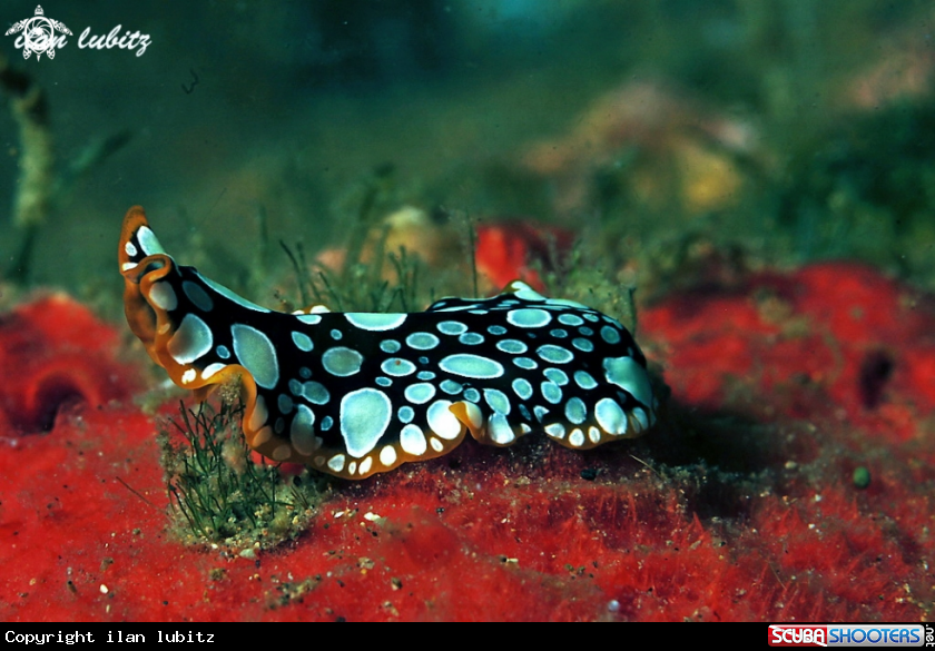A flatworm