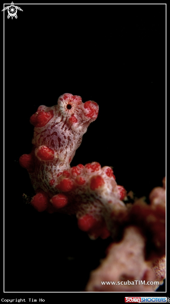 A Pygmy Seahorse