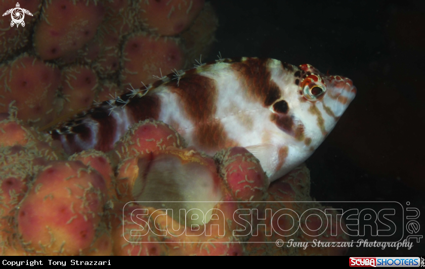 A Blotched Hawkfish