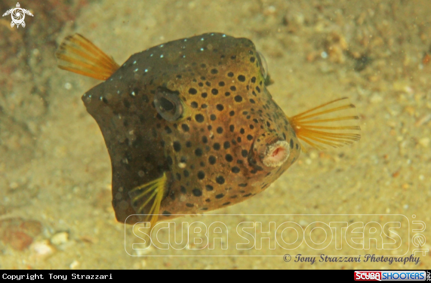 A Yellow boxfish