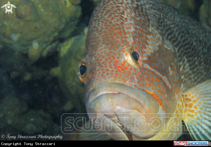 A Maori cod