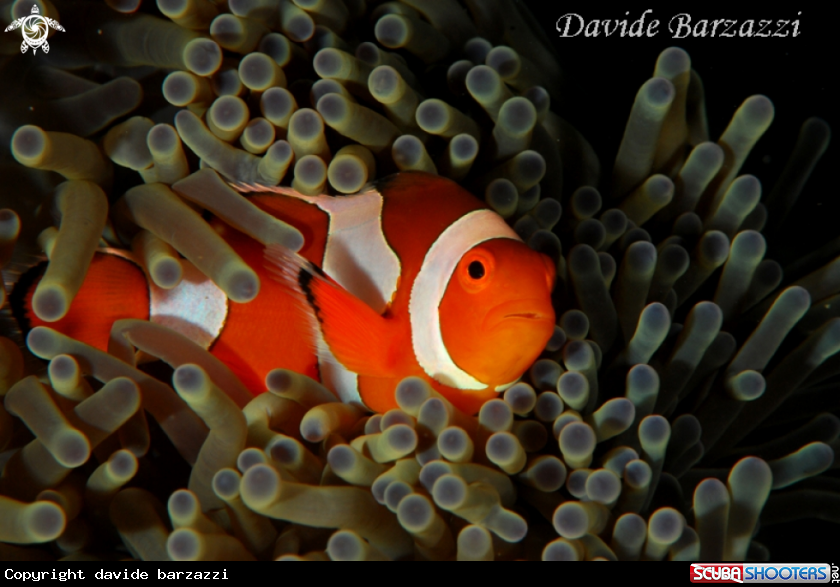 A clown fish