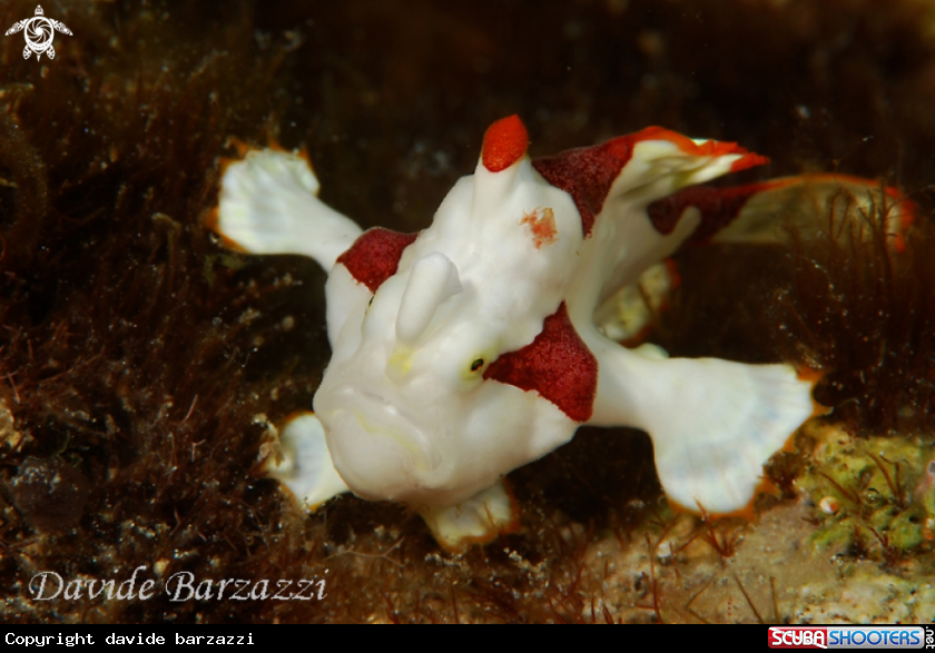 A Clown frog fish