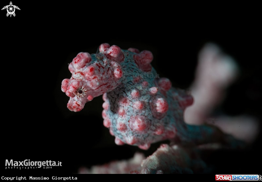 A Pigmy Sea horse Bargibanti