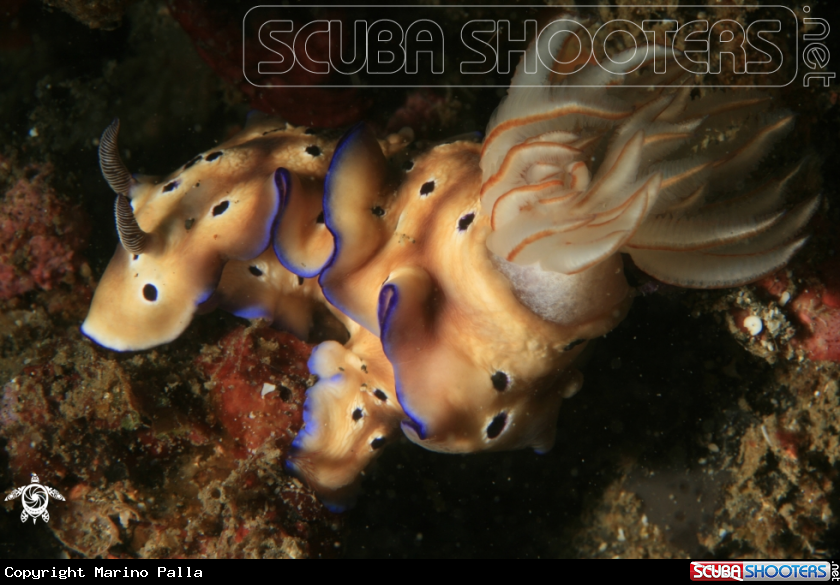 A nudibranche 