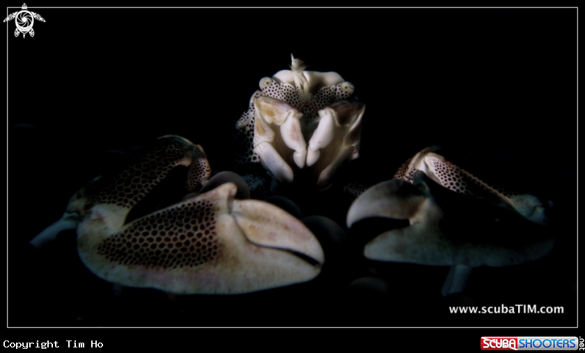 A Porcelain Crab