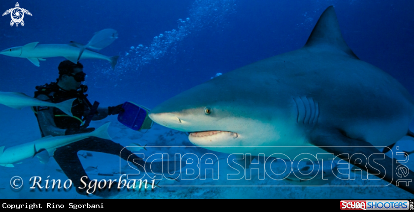 A Bull Shark