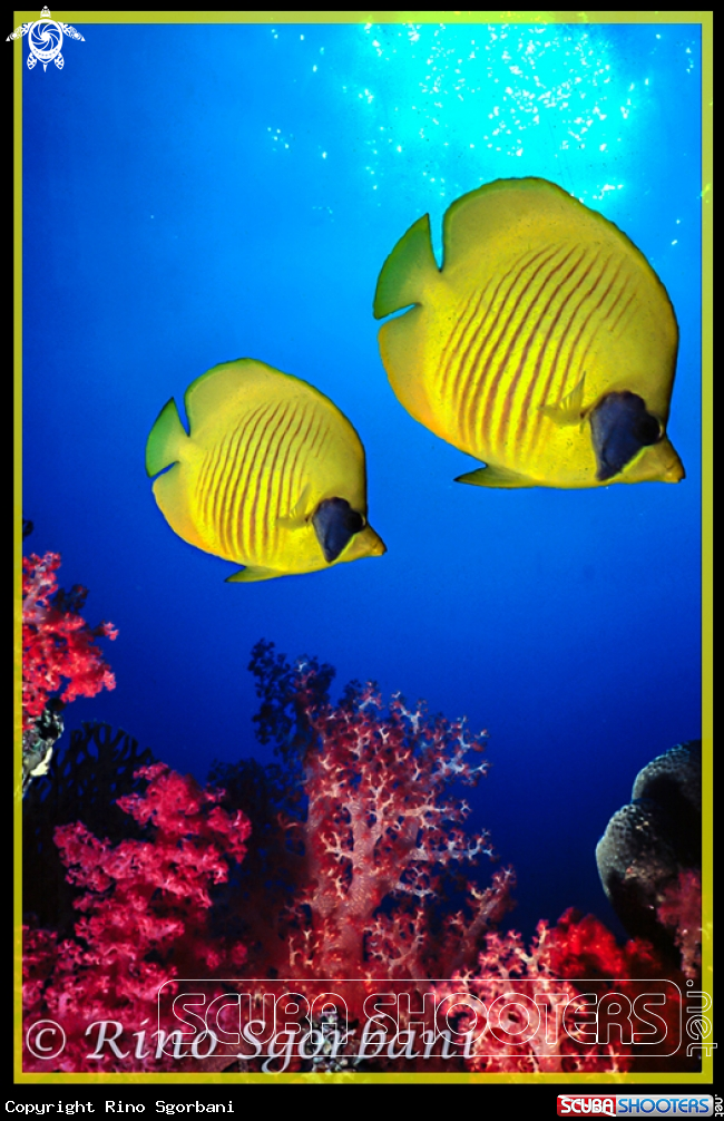 A Butterfly Fish