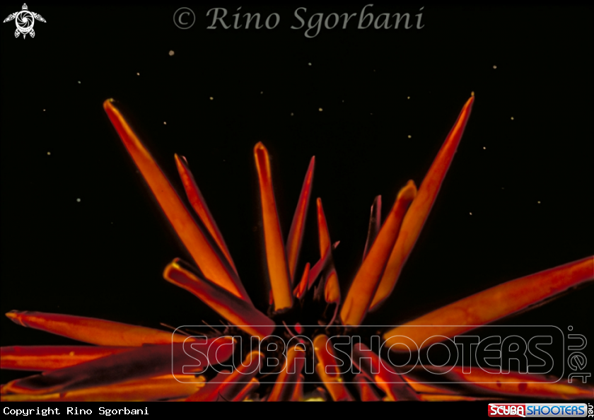A Sea Urchin
