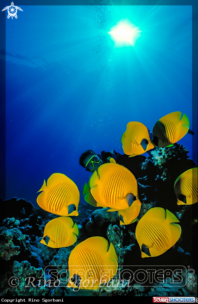 A Butterfly Fish