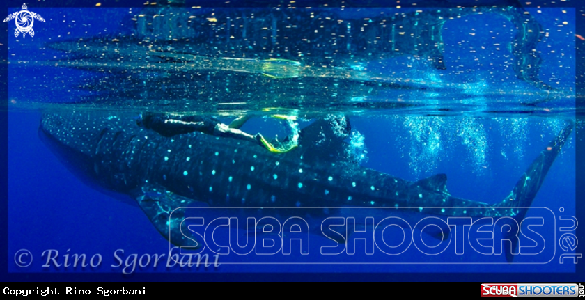 A Whale Shark