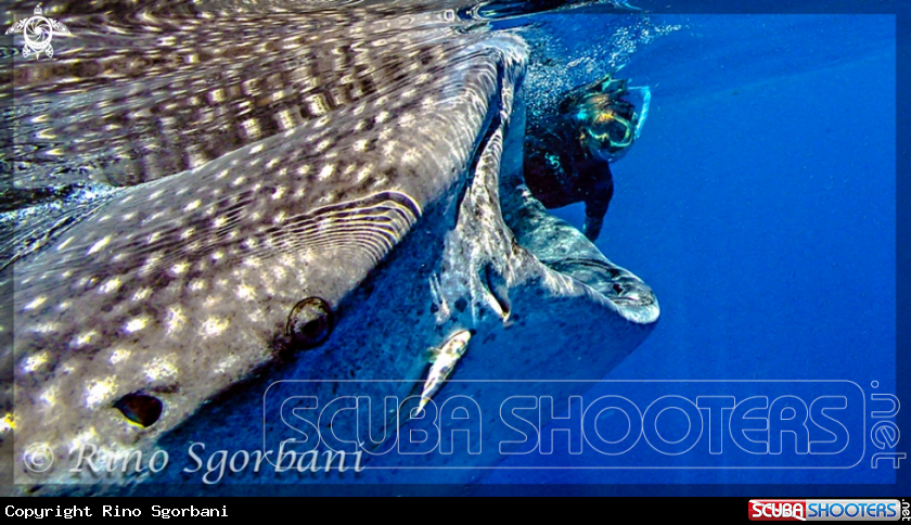 A Whale Shark