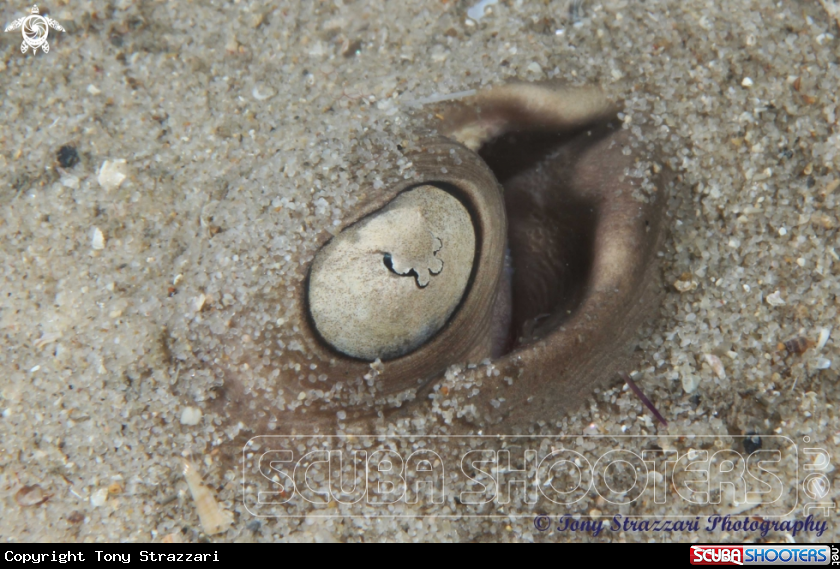 A Common Stingaree