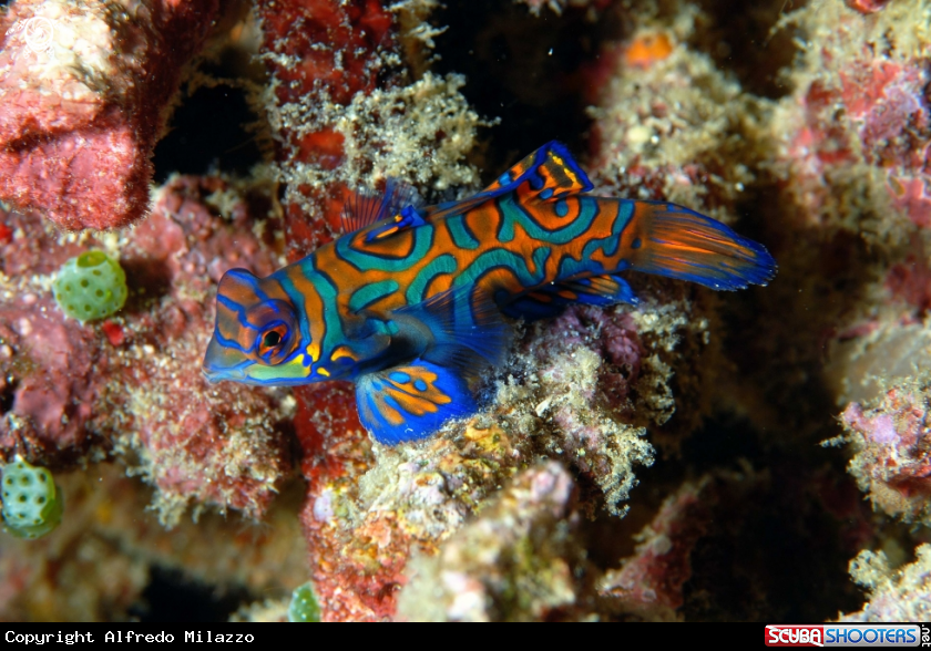 A Pesce mandarino