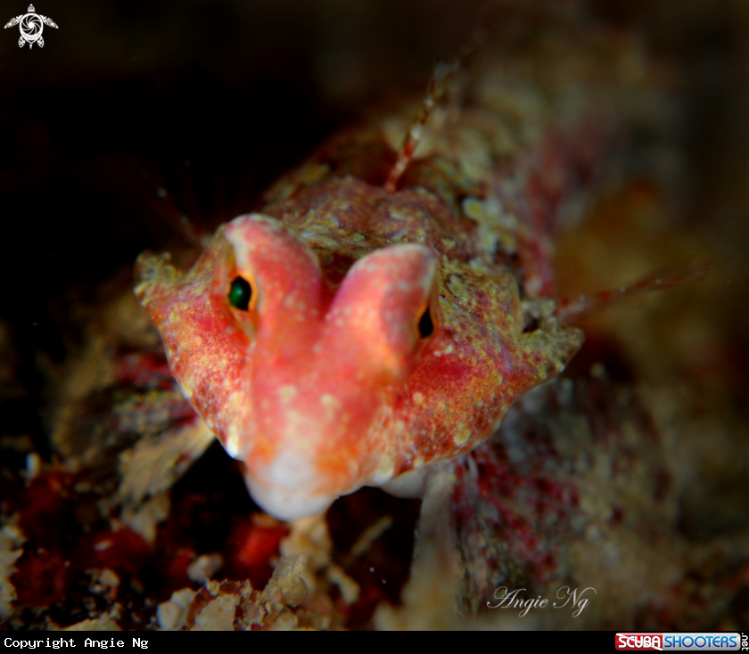 A Dragonet