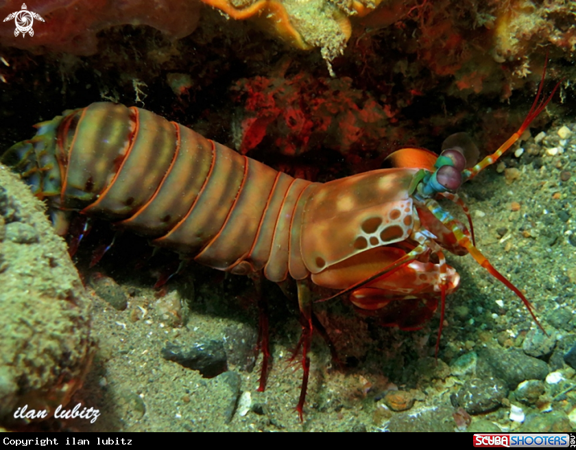 A Mantis Shrimp