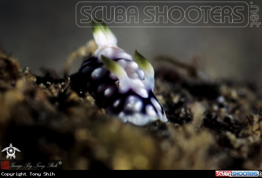 A Geometry Nudibranch