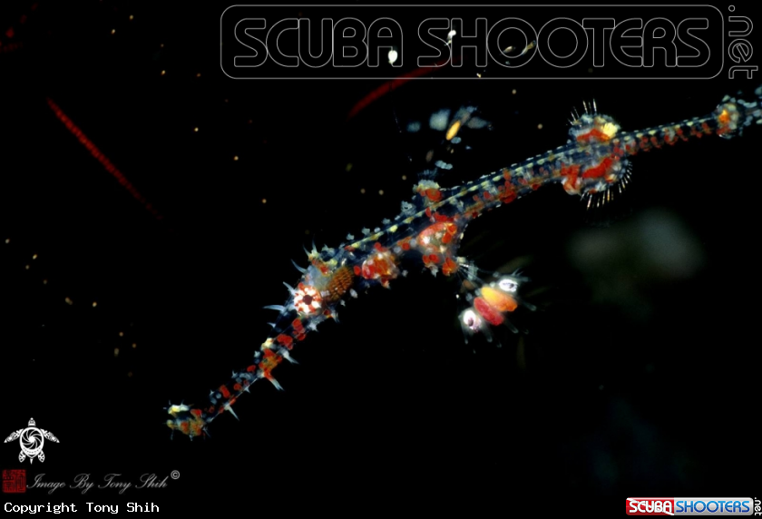 A Ornate Ghost Pipefish Juvenile