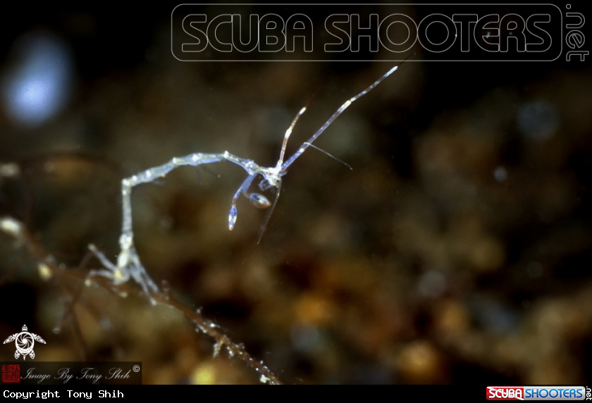 A Skeleton Shrimp