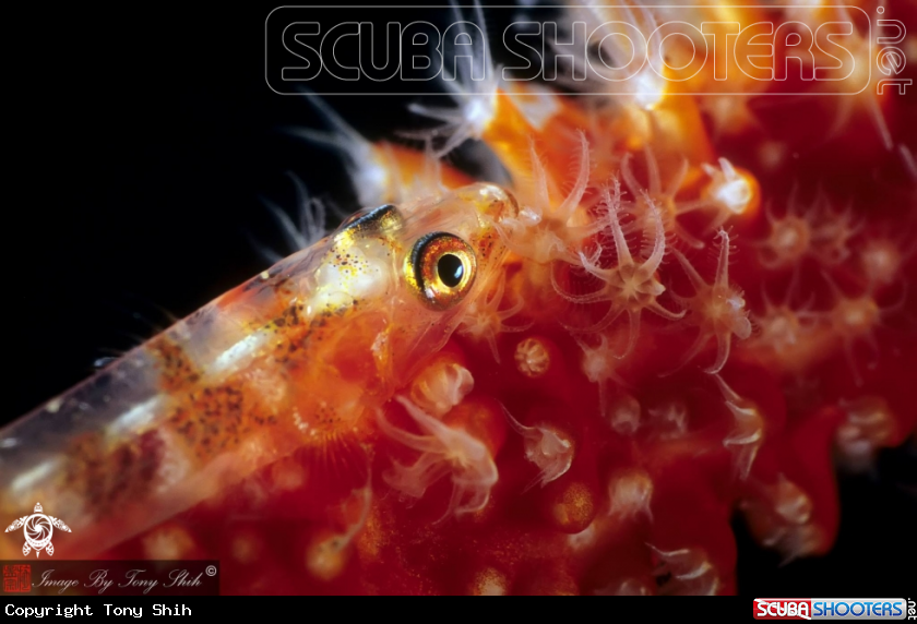 A Wire Coral Goby