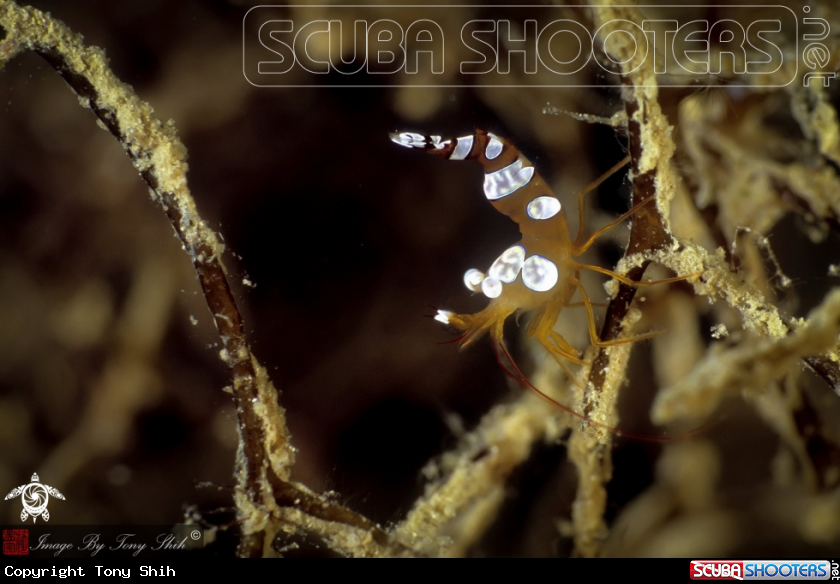 A Broken Back Shrimp