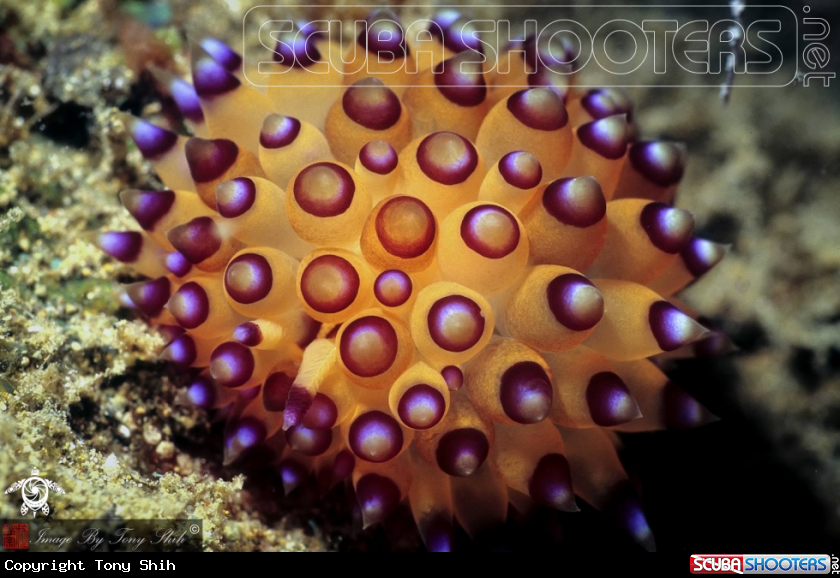 A Arminid Nudibranch