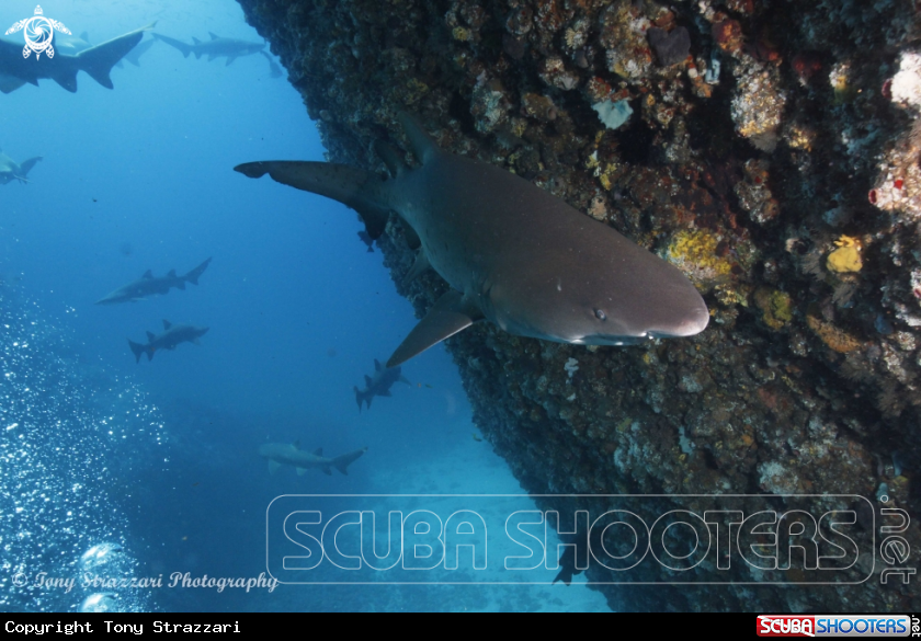 A Grey Nurse Shark (Sand Tiger, Ragged Tooth)