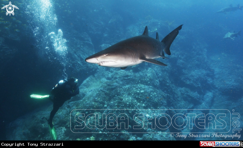 A Grey Nurse Shark (Sand Tiger, Ragged Tooth)