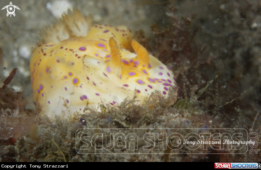 A Short-Tailed Ceratosoma