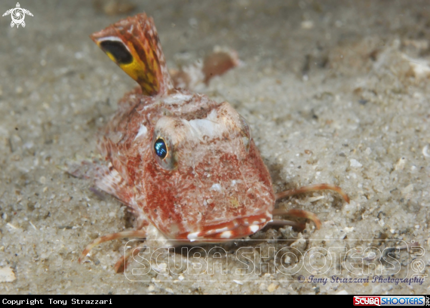 A Eastern Spiny Gurnard