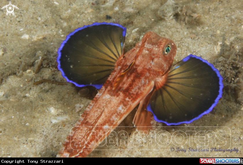 A Eastern Spiny Gurnard