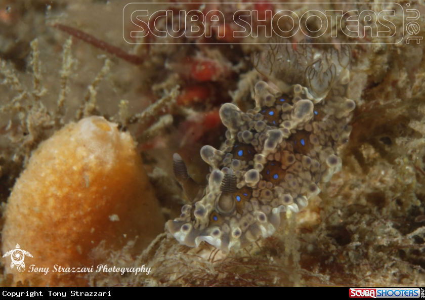 A Krusenstern's Dendrodoris