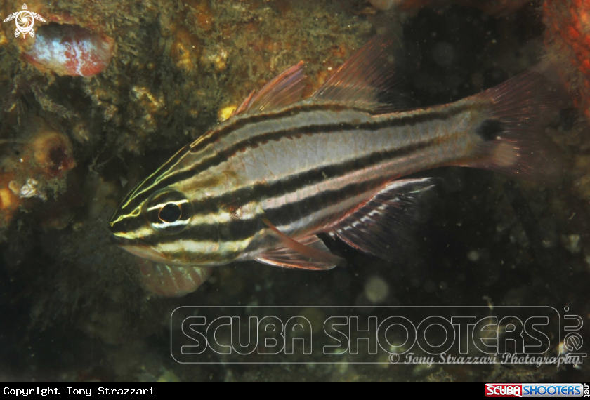 A Sydney Cardinalfish