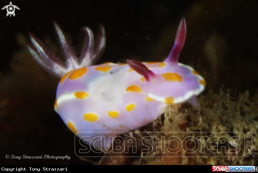 A Sweet Ceratosoma