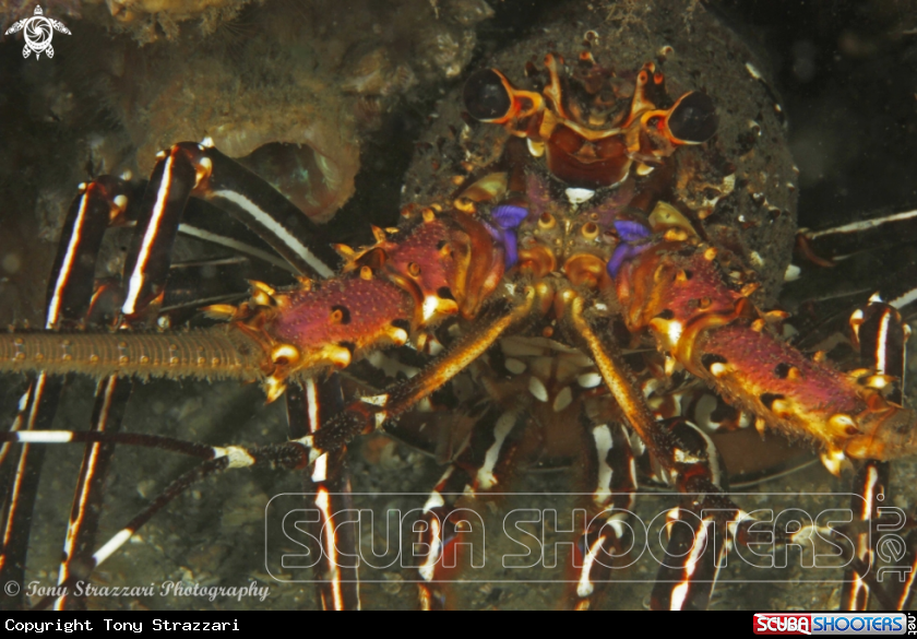 A Two Spined Lobster