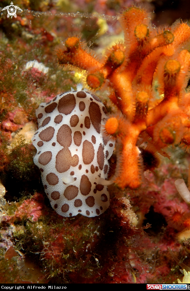 A Vacchetta di mare