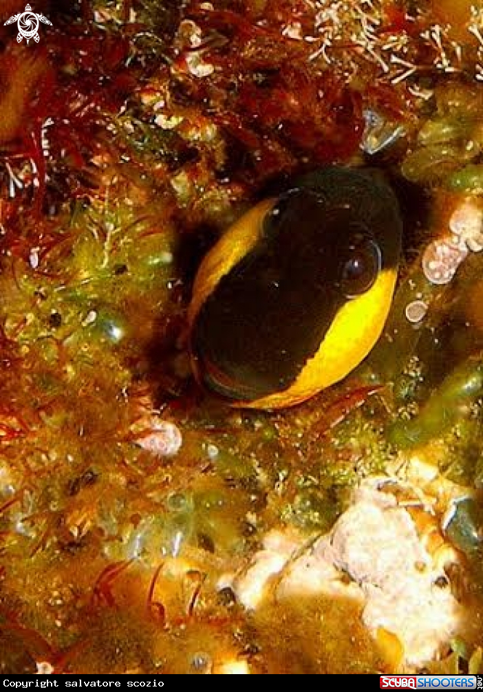 A Lipophrys Canevae