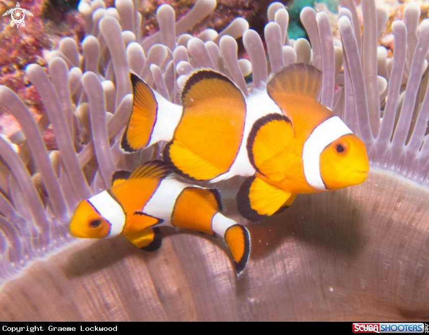 A underwater creature