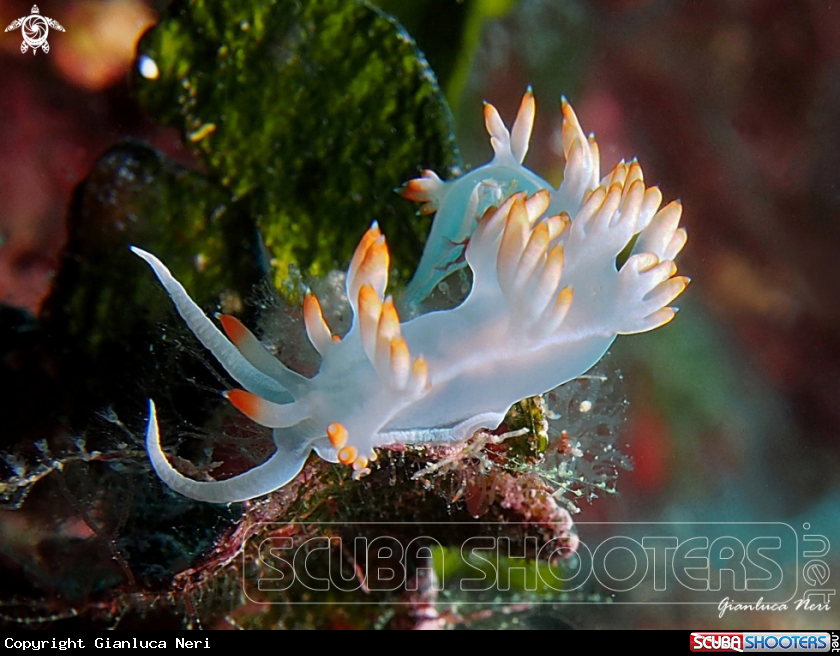 A Flabellina babai