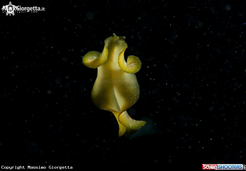 A yellow flatworm
